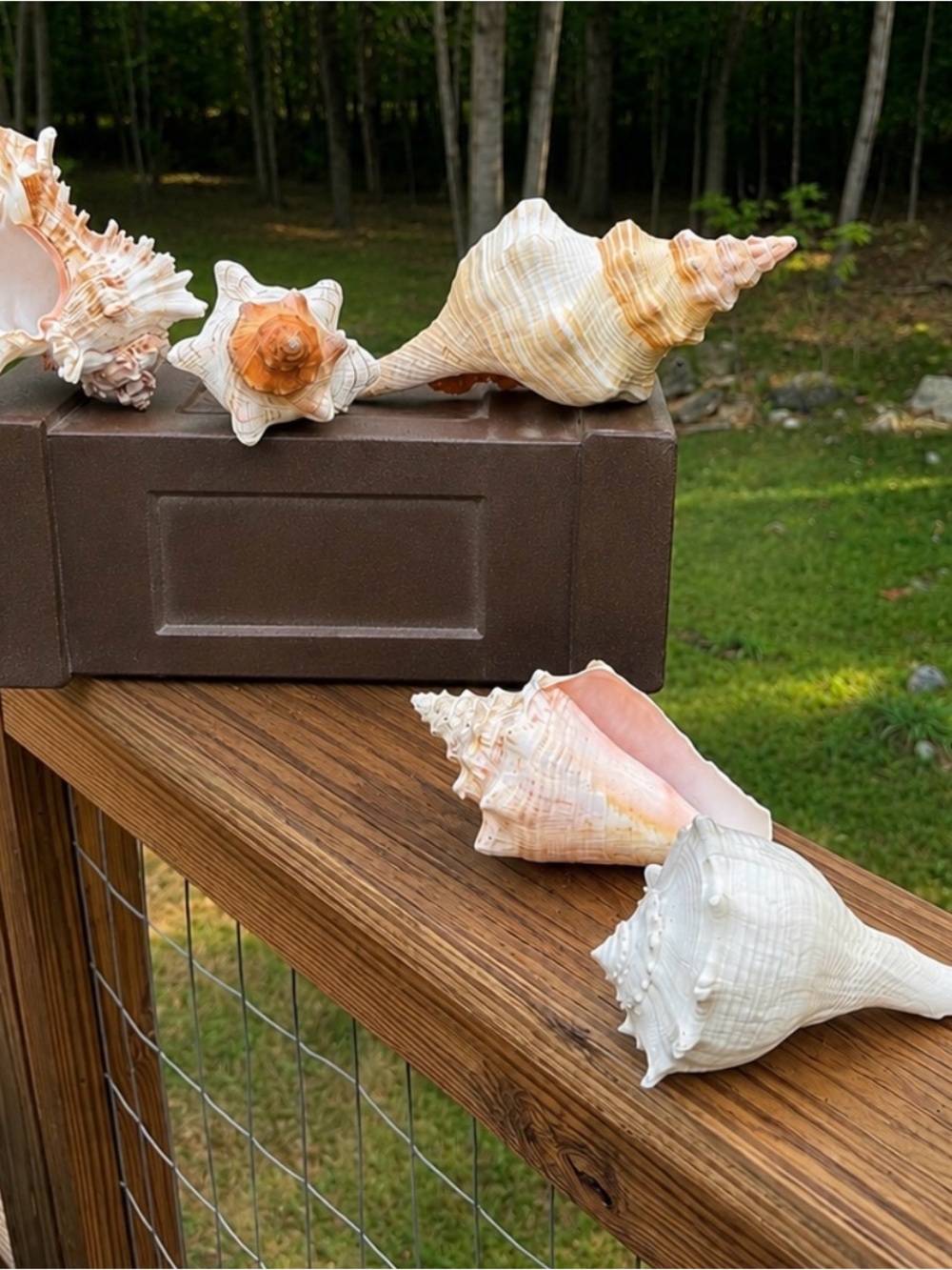5 Large SeaShells | 🐚 Read Description